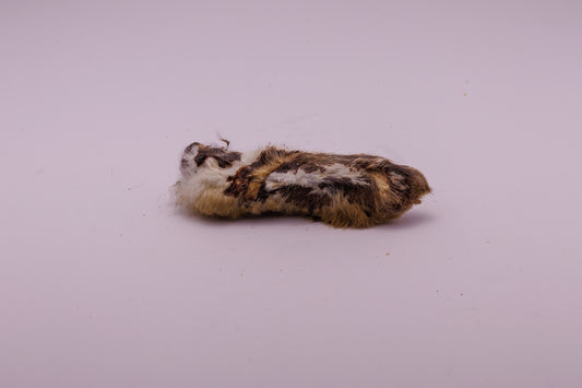 Rabbit Feet